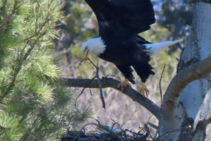 stick for the nest