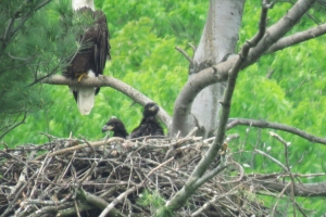 2 eaglets-about 6 weeks old