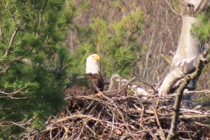 two eaglets