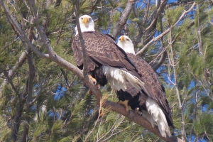 two on a branch