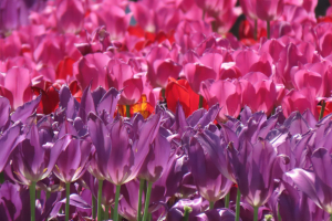 purple pink