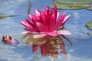 waterliliy
