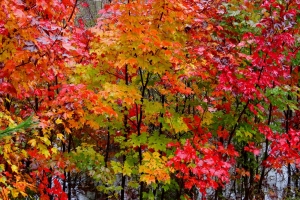 fall neons