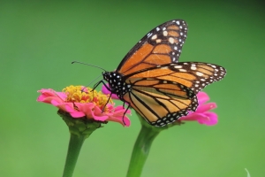 monarch