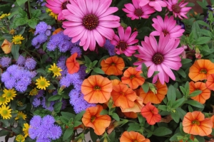 riot of color