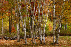 autumn-birches