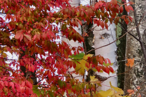 fall-birches