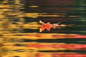 floating leaf