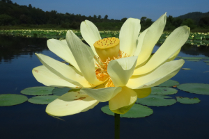 floating-lotus