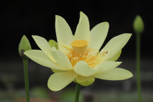 lotus