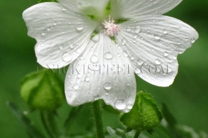 mallow