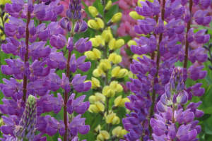multi-colored lupine