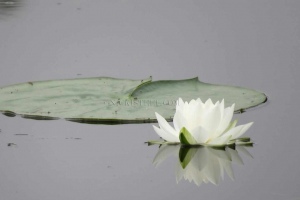 peaceful