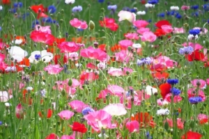 poppies I