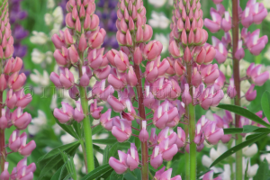 pink lupine