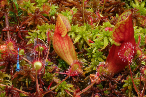 pitcher-plant-sundews