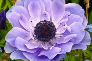 purple poppy