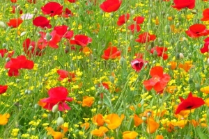 poppies II
