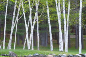 spring-birches