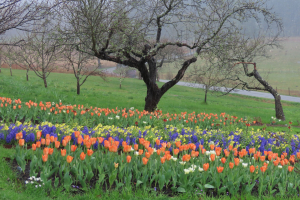 spring-is-here