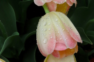 three-tulips