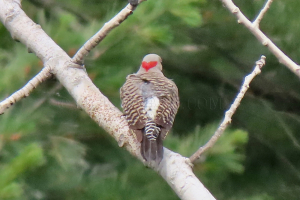 flicker of love