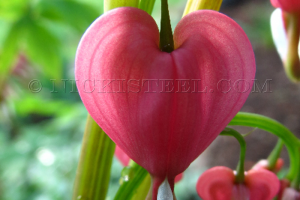 heart of hearts