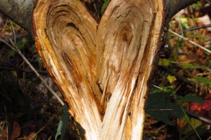 heartwood