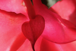 hidden love