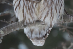 hoo hoo do i love