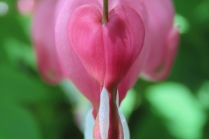 love in bloom