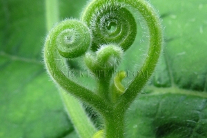 love me tendril