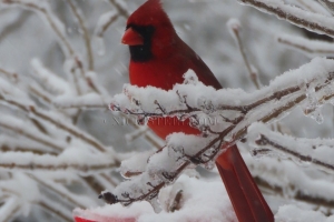 cardinal