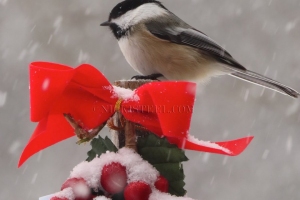 chickadee
