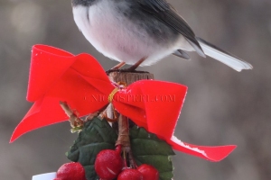 junco