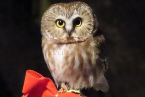 saw whet owl
