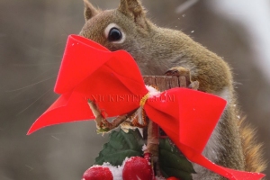 squirrel