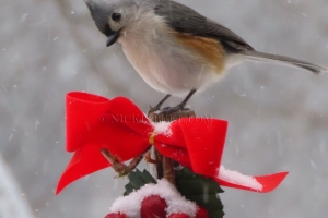 tufted titmouse