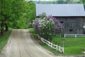lilac barn