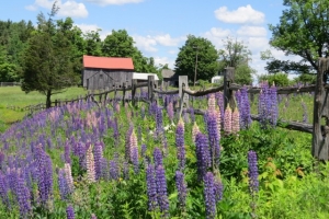 hamilton farm