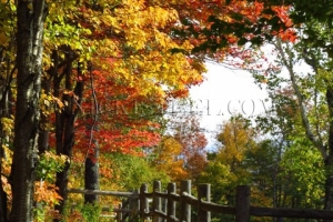 fall fence