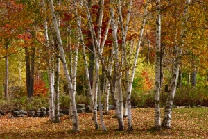 fall birches