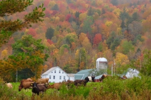 wheeler farm