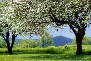 haystack in bloom