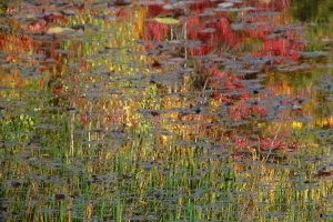 fall impressions