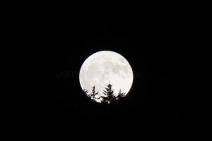 moonlight in VT