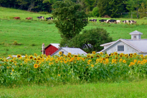 out to pasture