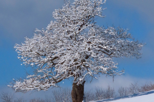 snowy tree