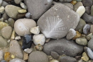 feather & stones