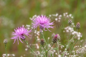 thistle & baby's breath